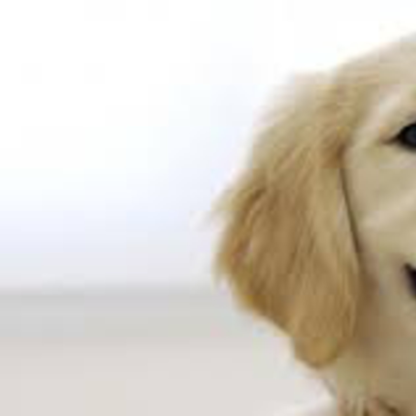 Registre des chiens