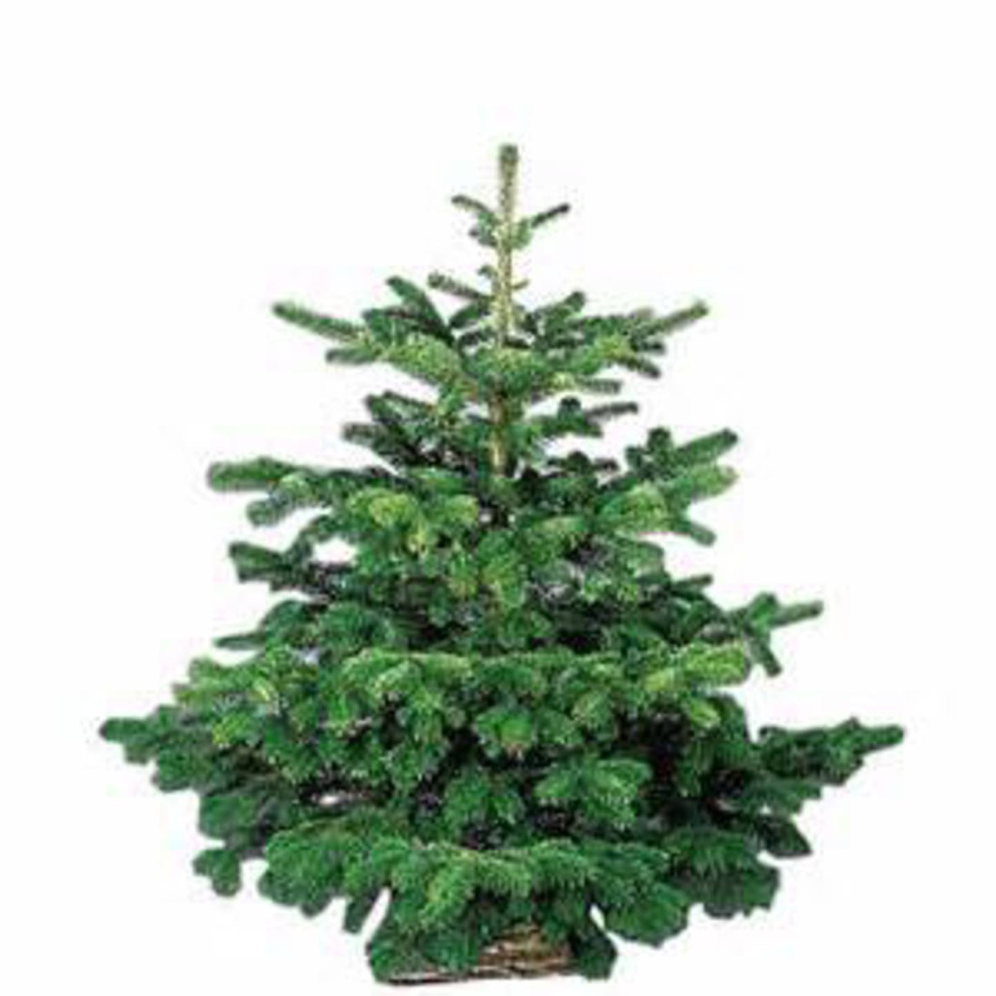 Vente de sapins de Noël