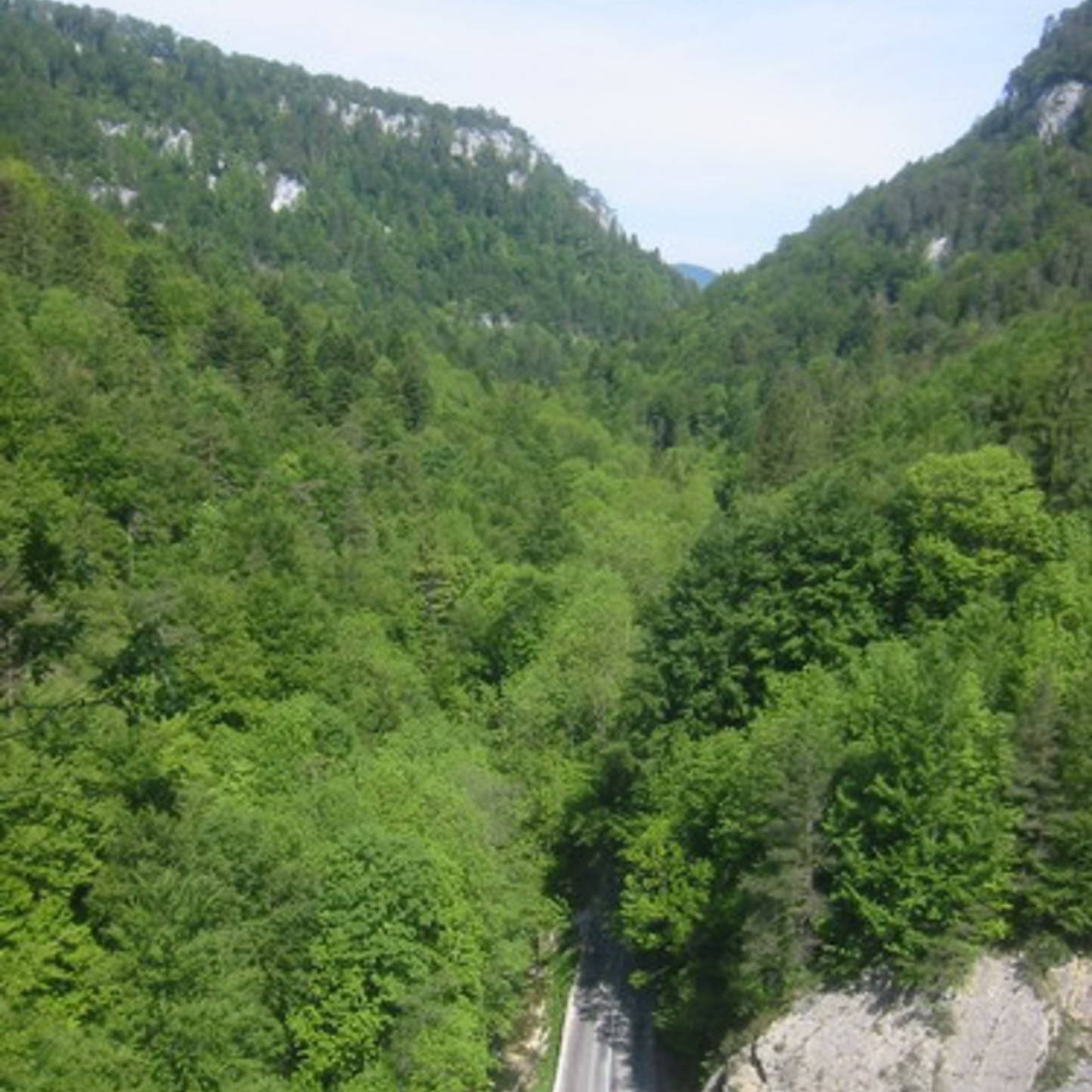 Exploitation des forêts