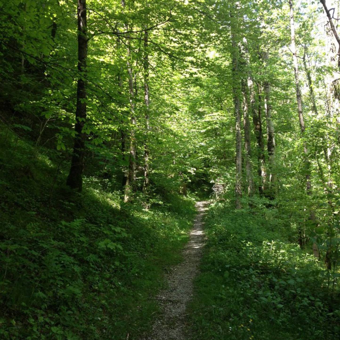 Exploitation des forêts
