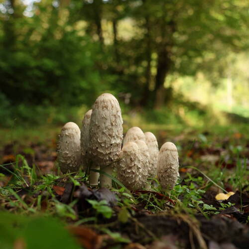 Contrôle des champignons