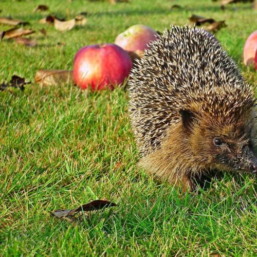 Défi du mois de mars