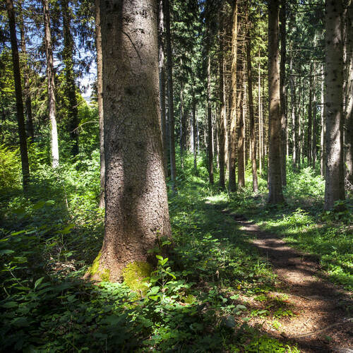 Dépérissement des arbres en forêt : appel à la prudence