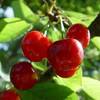 Cueillette de cerises