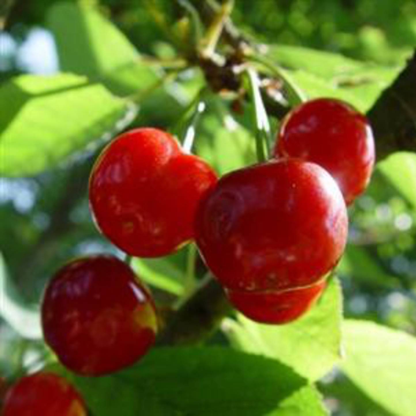 Cueillette de cerises
