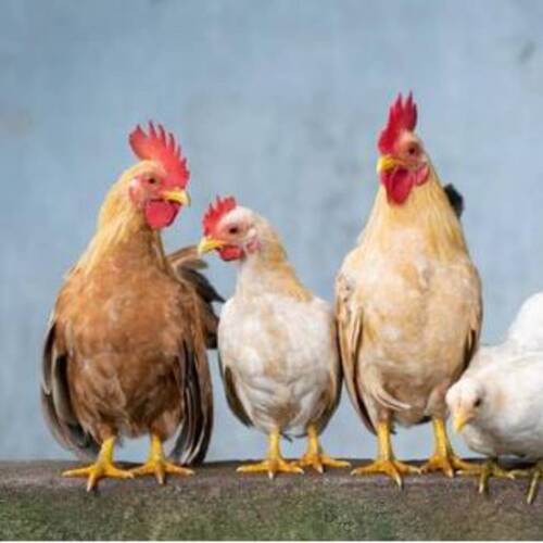 Obligation d'enregistrement des animaux