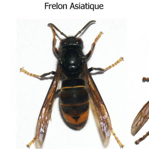 Frelon asiatique - appel à la vigilance