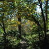 Journée internationale de la forêt