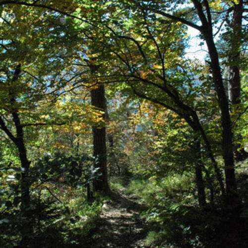 Journée internationale de la forêt