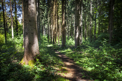 forêt
